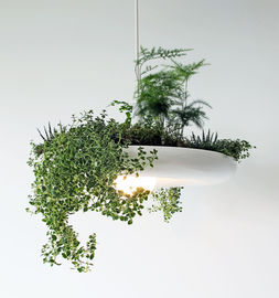 Sky Garden Hanging Light Pendants House Planted Hanging Suspension Lighting